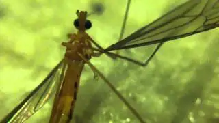 Crane fly resilience (rare video)