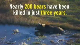 Protect Alaska Bears from Aerial Gunning