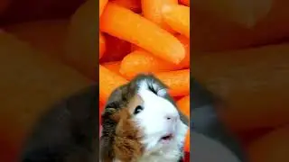 it's giving kid in a candy store ✨ 🥕 #rabbitsoftiktok #rabbits #rabbittok