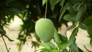 No Copyright Video | Mango Fruit Clip #nocopyrightvideo #Mango