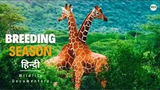 Breeding Season - Hindi Documentary Video || Animal Animals ||