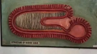 Structure of Rabies Virus at Medex 2017 : Medical Lectures