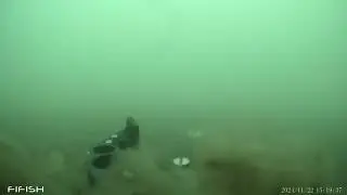 FiFish1