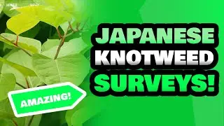 Japanese Knotweed Survey Specialists Near Me | Japanese Knotweed Survey