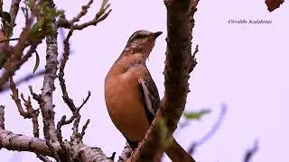 CALHANDRA-DE-TR&Ecirc;S-RABOS vocalizando, MIMUS-TRIURUS, WHITE-BANDED-MOCKINGBIRD, Ave ex&oacute;tica,