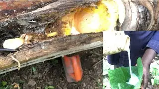 How palm wine is made in Ghana 🇬🇭 ||Popular African most favorite beverage #palmwine #beverage
