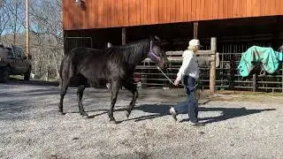 1754- standardbred mare 12yr old 15.3HH $1075+40 coggins Deadline 1/19/26