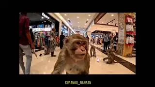 Trending AI kurangu Vlogs🐒TRENDING_AI MONKEY VLOGS