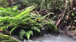 Peaceful Stream Sounds for Deep Sleep | Raw Water Noise