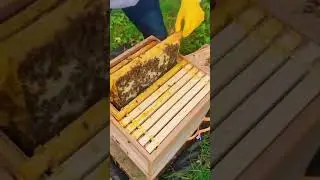 Beehive Exploration 🐝🍯 #beeshorts #beehive #explorer #rejuvenation #shorts
