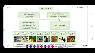 XII EM BIO BOTANY WIND POLLINATION ASEXUAL REPRODUCTION LESSON 1