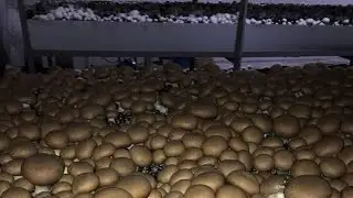 مشروع مشروم بدون تكلفة عالية في شتاء