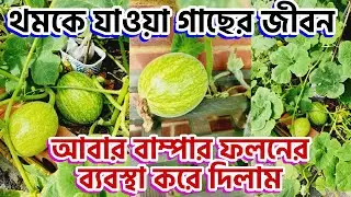 থমকে যাওয়া গাছের জীবন যেভাবে ফিরিয়ে এনে আবার বাম্পার ফলনের ব্যবস্থা করে দিলাম Chinese pumpkin