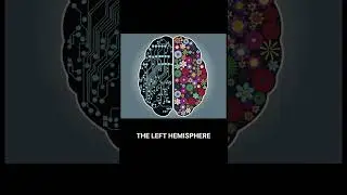 Left brain or Right brain | fact check | Evidence Based Science