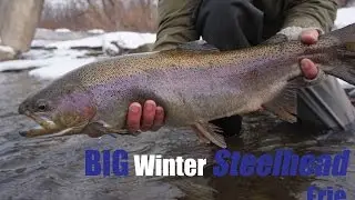 BIG winter steelhead - Erie