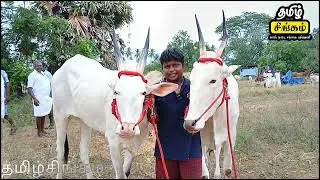 ஒரு லட்சத்து 70 ஆயிரம் விலை கூறிய அல்லிக்கர் ஜோடி காளை #anthiyur #cow #bull 