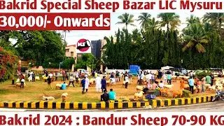 Bakrid Special Sheep Bazar @ LIC Circle Mysuru | Bandur Sheep @ Bakrid 2024