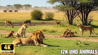 Beautiful Forest Creatures in 4K – Calming Nature Sounds for Deep Relaxation | 4K African Wildlife