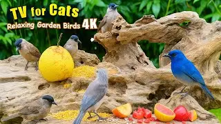 ⭐🔥 Unlimited Birds 🕊️ Extreme Pet TV for Cats & Dogs | Hypnotic Relaxing Nature in 4K HDR