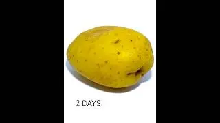 Rotting Potato Timelapse #Shorts