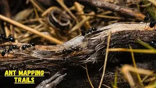 Ants Mapping Trails Skill I Ants