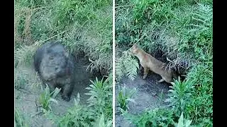 Wombat vs  Fox  Nature&rsquo;s Ultimate Showdown! VEED
