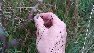 A quelle hauteur d'herbe faire pâturer les herbivores ?