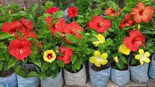 Galiff Street Flower Plants Market Talahat Current Prices Of Flower Plants