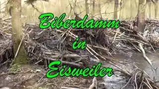 Biberdamm Eisweiler - Gemeinde Namborn