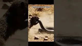 The Tail Grab | AI Shorts Maxall #snake #fight