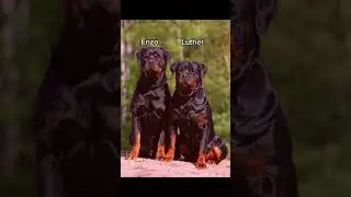 Top Male Dog Names for Your Rottweiler! #dognames #malenames