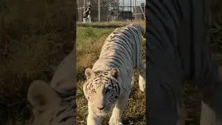 White Tiger Luna Stalk and Pounce #funny #shorts