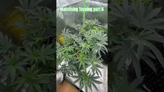 Mainlining + Topping part 6 #weed #cannabiseducation #shorts #viralvideo #fyp #dope #video #youtube