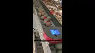 intelligent egg counting system 3w ip41 1 year warranty