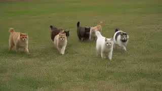 lots of fat cats running in open grass field