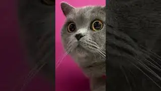 Полное видео на канале 🐾🎀 #britishcat #коттомас #cat #britishshorthaircat #thomas