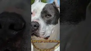 Raza de Perros poderosos