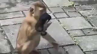 Hoy en #Momentos: ¡No hay pretextos! Si un mono sabe cómo colocarse un cubrebocas, tú también puedes