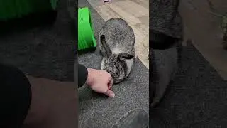 pet battle #adorable #mycuterabbit #petrabbit #bunny #pet #cute #mybunny