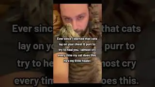 Cats are the best! 🐈 #catreels #cat
