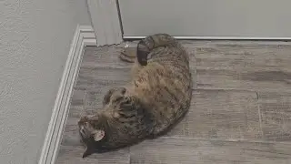 What my tabby cat does every time I come home from work