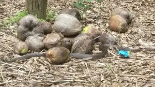 A Snake Looking for Its Next Meal | Real Hunting Behavior 🐍