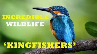 INCREDIBLE WILDLIFE, KINGFISHERS AROUND THE WORLD