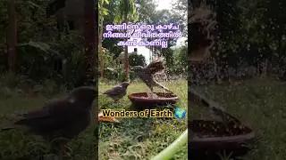 ഒരാഴ്ചത്തെ കഷ്ടപ്പാടിൻ്റെ റിസൾട്ട്#wonderful#birdfeeding#birds#nature#shorts#creativity#youtube
