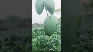 #andhra #agriculture #farming #mango #tomatoes #nature #telugusong