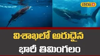 Whale Shark Spotted Near Rushikonda Coast | విశాఖలో అరుదైన భారీ తిమింగలం | #local18v