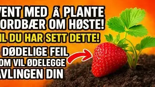 Vent med &aring; plante jordb&aelig;r om h&oslash;sten, til du har sett dette! 3 d&oslash;delige feil som vil &oslash;delegge avling