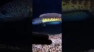gabus hiass #channa #koleksiikanpredator #keeprs #channaauranti #snakehead