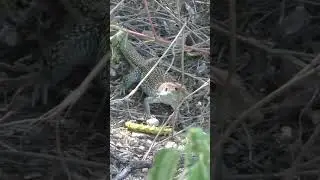 Lizard Wiggles Eating Caterpillar #Shorts