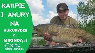 KARPIE I AMURY NA KUKURYDZĘ Z... MIRINDĄ